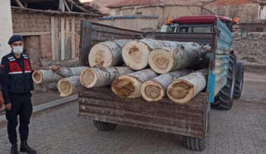 Yerköy’de ağaç hırsızı göz altına alındı