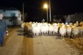 Yerköy’de kaybolan koyunları jandarma buldu