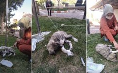 Yerköy Devlet hastane personeli, hasta köpeği serum takarak iyileştirdi