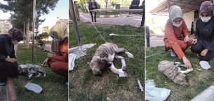 Yerköy Devlet hastane personeli, hasta köpeği serum takarak iyileştirdi