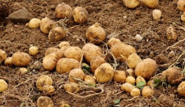 Yozgat’ta patates üretimi yaygınlaştı