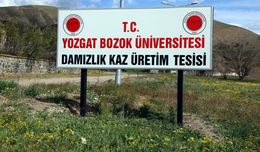 Yozgat Bozok Üniversitesi tarafından daha önce KOP’a sunulan kaz ıslahı,