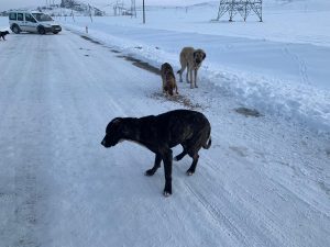 Çiçekdağı ilçesinde, kırsal alana terk edilen 10 köpekten 4’ü telef