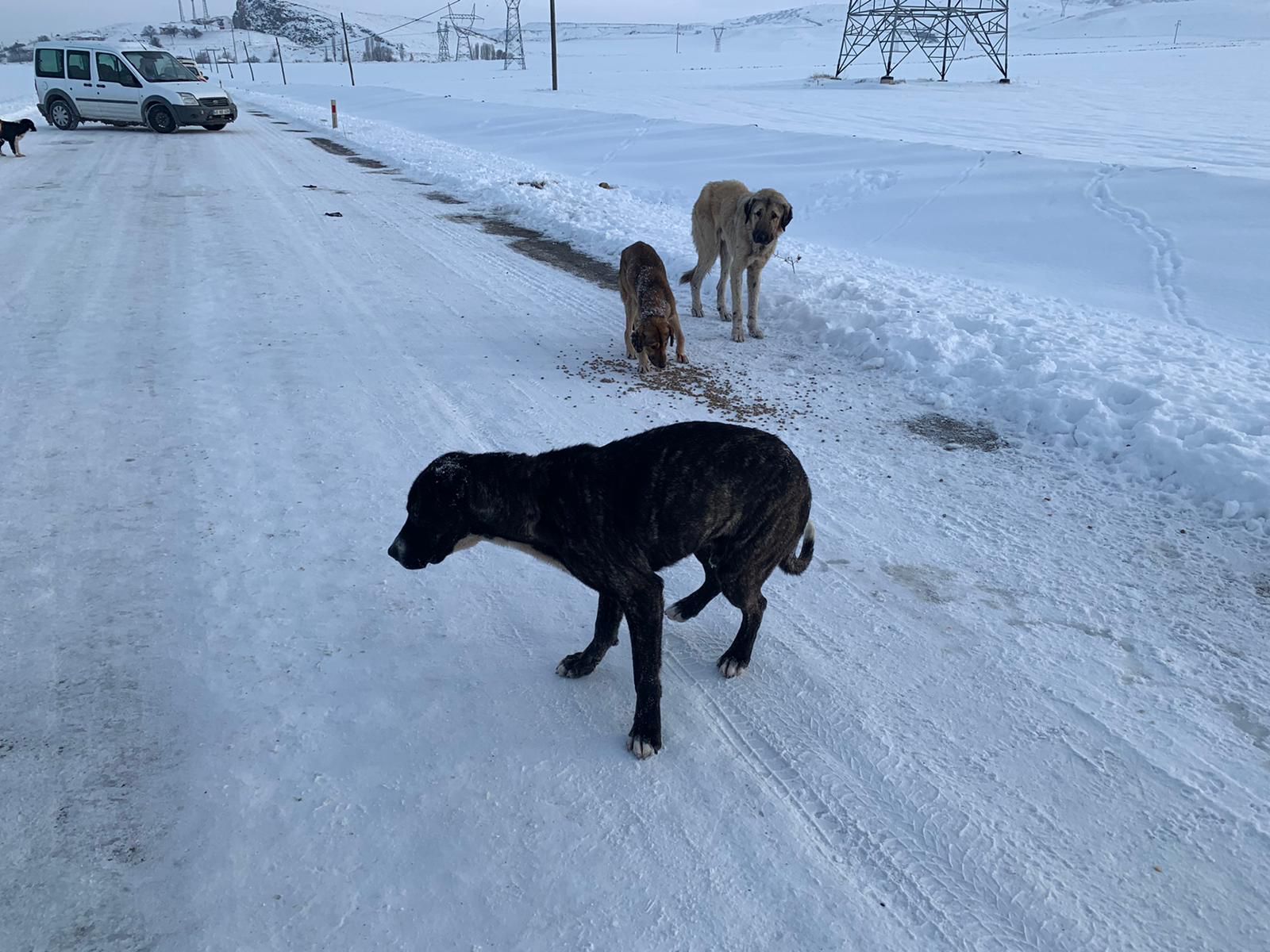 Çiçekdağı ilçesinde, kırsal alana terk edilen 10 köpekten 4’ü telef