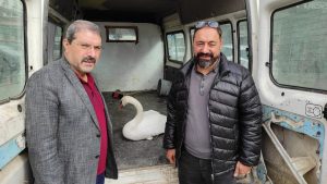 Yerköy ilçesinde bir vatandaş tarafından yol kenarında bulunan Kuğu, Yozgat