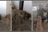 Köpek hırsızları, Yerköy ilçe emniyetinden kaçamadı