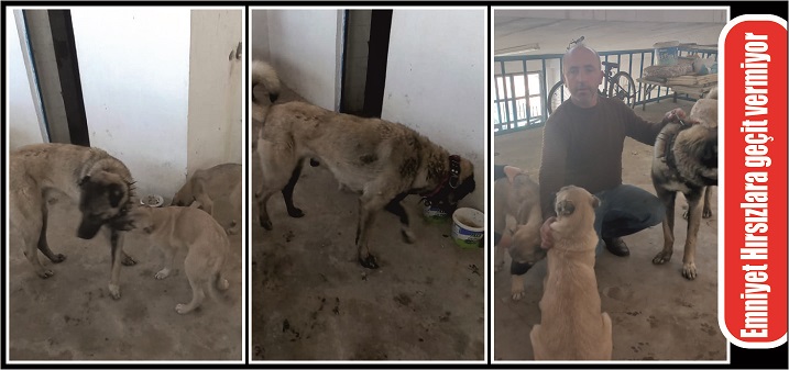 Yerköy ilçemizde kangal cins köpekleri çalıp aracıyla kaçıran üç kişi