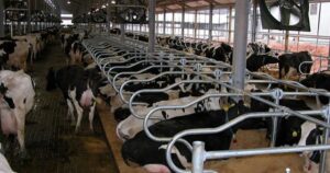 Kahramanmaraş merkezli 10 ili etkileyen depremlerin ardından bölgedeki hayvan üreticilerine