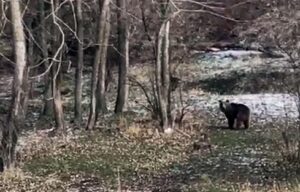Sorgun ilçesinde, aç kalan bir ayı yiyecek arayışıyla köy yakınlarına