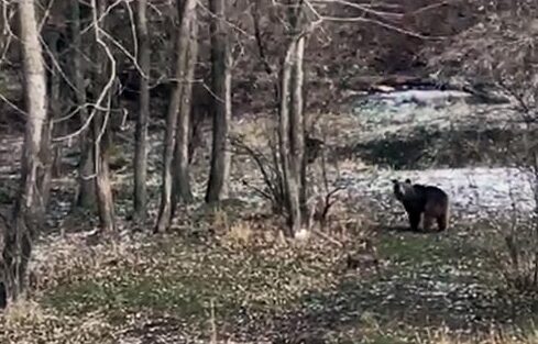 Sorgun ilçesinde, aç kalan bir ayı yiyecek arayışıyla köy yakınlarına