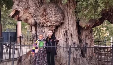 200 Yıllık Ulu Kavak Anıt Ağacı: Doğal ve Kültürel Güzelliğiyle Ziyaretçilerini Ağırlıyor