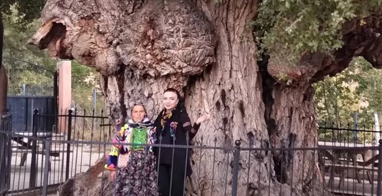 200 Yıllık Ulu Kavak Anıt Ağacı: Doğal ve Kültürel Güzelliğiyle Ziyaretçilerini Ağırlıyor