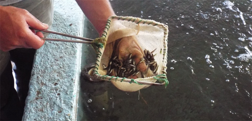 Tarım ve Orman Bakanlığı, Su Kaynaklarının Balıklandırılması Projesi kapsamında, Cumhuriyetin