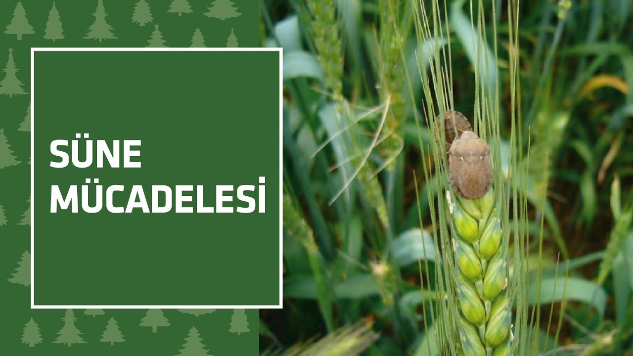 Ülkemizin tarım sektörü, son dönemde zararlı böceklerle mücadelede önemli bir