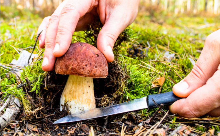   Yerköylüler dikkat zehirli mantarların doğada bulunan birçok farklı türdeki