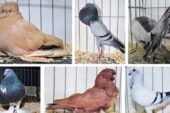 Dünya Çapında Popüler Güvercin Irkları ve Özellikleri