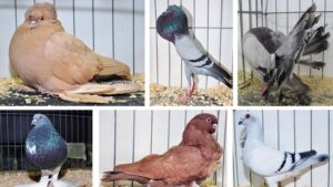 Güvercinler, insanlarla binlerce yıldır yakın ilişkiler içerisinde olan evcil kuşlardır.