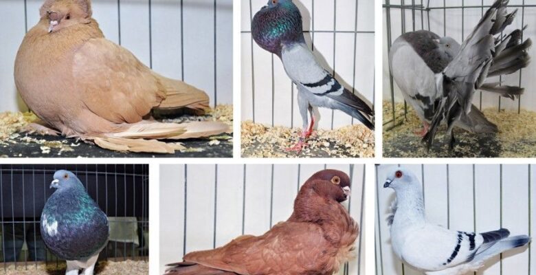 Dünya Çapında Popüler Güvercin Irkları ve Özellikleri