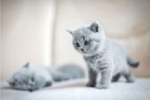 Yavru Kedi Bakımı: Sağlıklı Büyüme İçin Temel İpuçları