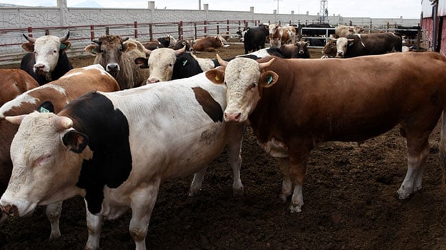 Yozgat’ta Besiciler Kurbanlık Hayvanları büyükşehirlere sevkiyatla görücüye çıkarıyor. Türkiye’nin önemli