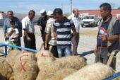 Yerköy’de kurban bayramı öncesi hayvan pazarları şap hastalığı nedeniyle kapatıldı