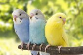 Muhabbet kuşuna konuşmayı nasıl öğretilir?