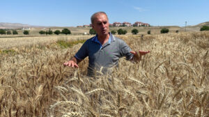 Yozgat Bozok Üniversitesi, Yozgat ve Orta Anadolu Bölgesi’ne Uygun ekmeklik