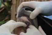 Şap Hastalığına Karşı Aşılama Kampanyası Başlıyor: Büyükbaş Hayvanlarınızı Koruyun