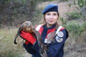 Jandarma Yaralı Şahin Kuşu’na Sahip Çıktı