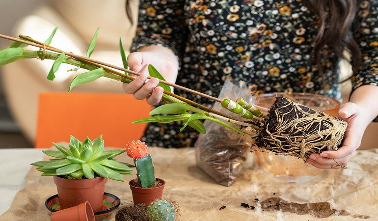 Orkide Bakımı: Sağlıklı ve Uzun Ömürlü Orkideler İçin İpuçları Orkideler, dünyanın en popüler iç mekan bitkilerinden biridir. Güzel çiçekleri