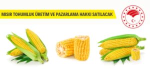 Sakarya, 16 Ocak 2024 – Mısır Araştırma Enstitüsü Müdürlüğü, 8