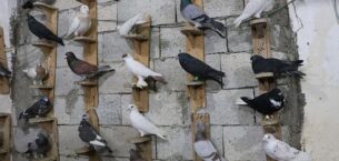 Yerköy’de güvercin operasyonu, 100’e yakın güvercin çalan 3 genç gözaltına alındı
