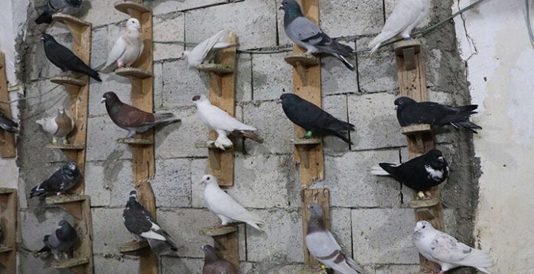 Yerköy’de güvercin operasyonu, 100’e yakın güvercin çalan 3 genç gözaltına alındı