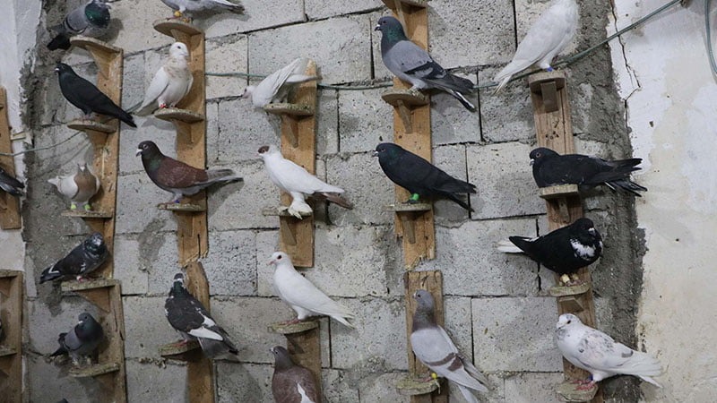 Yerköy’de üç mahallede kümeslerden yaklaşık 100 güvercin çaldıkları belirlenen 3
