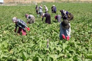 Mevsimlik Tarım İşçileri İçin Yeni Genelge: Temel İhtiyaçlar, Eğitim ve Sağlık Hizmetlerinde Düzenlemeler