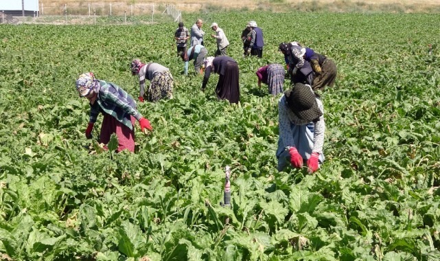 Mevsimlik Tarım İşçileri İçin Yeni Genelge: Temel İhtiyaçlar, Eğitim ve Sağlık Hizmetlerinde Düzenlemeler