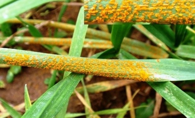 Yerköy İlçe Tarım ve Orman Müdürlüğü tarafından yapılan yazılı açıklamada,