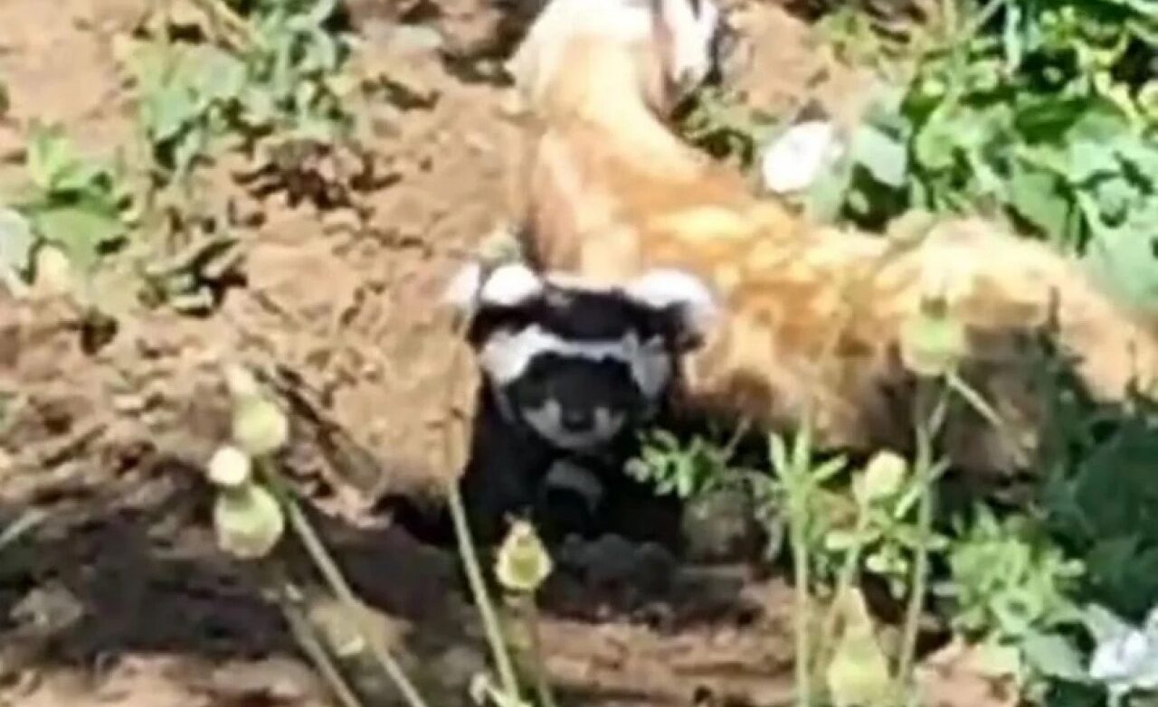 Yozgat’ın Çayıralan ilçesinde nesli tükenmekte olan Alaca Sansar, emekli öğretmen