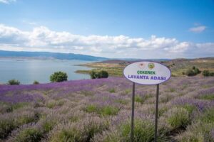 Çekerek Lavanta Adası, dünyanın en büyük lavanta adası olarak, her