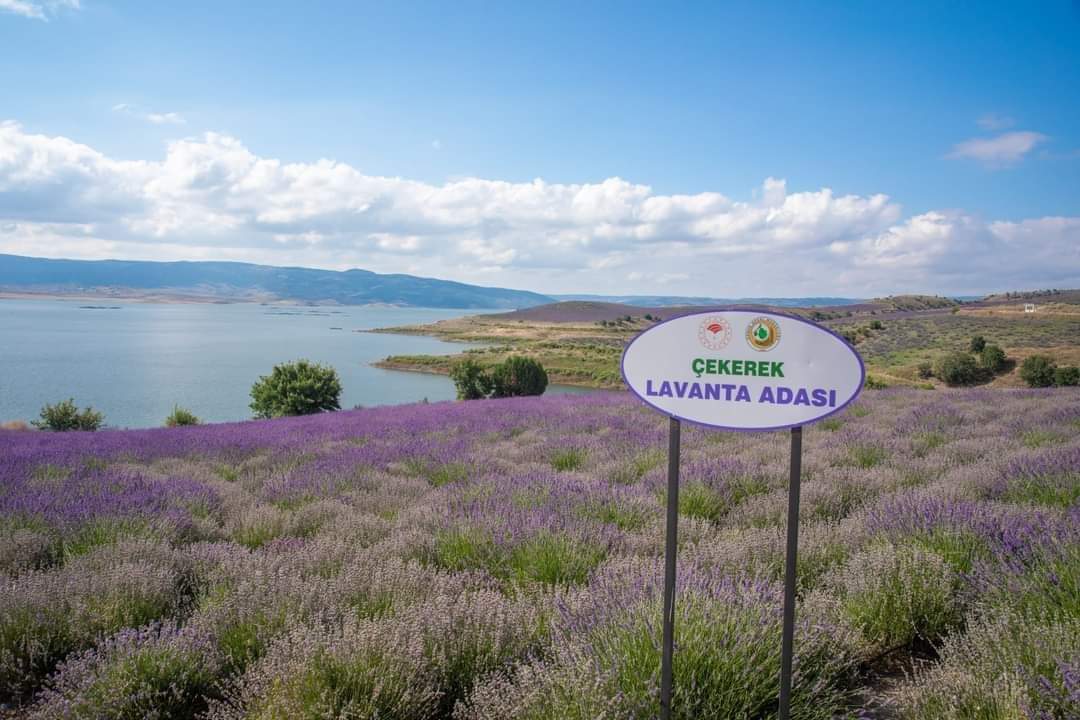 Çekerek Lavanta Adası, dünyanın en büyük lavanta adası olarak, her