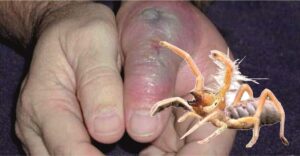 Bu yıl yağışların etkisiyle mi bilinmez, Kırşehir’de et yiyen Sarı