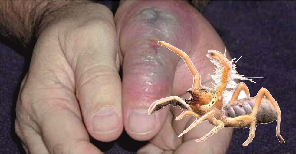 Bu yıl yağışların etkisiyle mi bilinmez, Kırşehir’de et yiyen Sarı