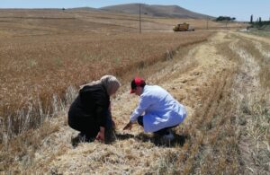 Yerköy İlçe Tarım ve Orman Müdürlüğü, 2024 yılı hasat sezonunda