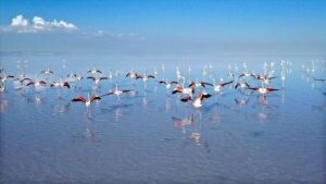 Yozgat’ın Kadışehri ilçesine bağlı Üçağaç Mahalli Sulak Alanı, doğa tutkunlarını