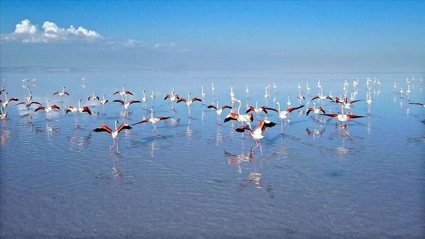 Yozgat’ın Kadışehri ilçesine bağlı Üçağaç Mahalli Sulak Alanı, doğa tutkunlarını