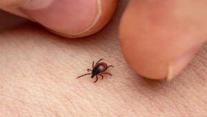 Yozgat Valiliği, Kırım Kongo Kanamalı Ateşi (KKKA) vakalarının arttığı yaz