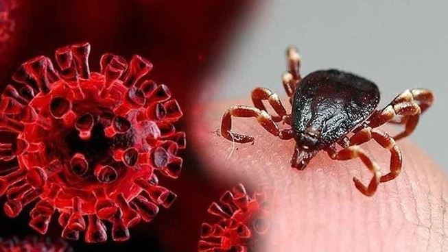 Yerköy Devlet Hastanesi Başhekimi Uzman Dr. Ali Demir, kene ısırıklarının