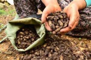 Akdağmadeni ilçesinde, sağlık için çeşitli çözümler sunan doğal bir hazine