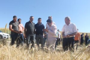 Sarıkaya Ziraat Odası Başkanı Şevki Güngör’ün organize ettiği hasat şenliğinde,