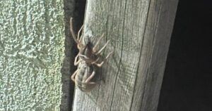 Sorgun Sosyal Tesisleri’nde görülen Sarıkız örümceği, ziyaretçiler arasında panik yarattı.